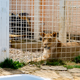 První lvice Karla Vémola Elsa. 