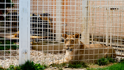 FOTO: První lvice Karla Vémola Elsa už pořádně vyrostla.
