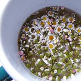 Sedmikráskový sirup