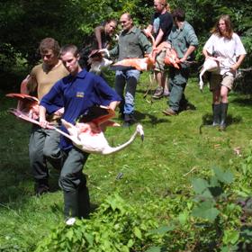 Evakuace plameňáků vypadá drsně, zahránila jim ale život.