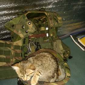 Na vojáky mají kočky uklidňující účinek.