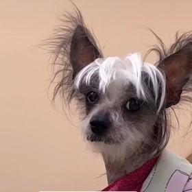 Její pes nerozumí proč musí žít v krytu.