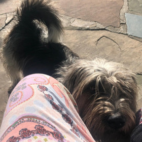 Společnost jí dělá milovaný pejsek. 