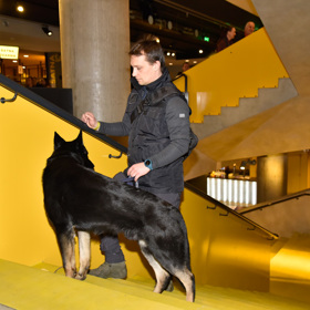 Tým Petra Pavla nenechal nic na náhodě. Prostory Fora Karlín prohlédl pes specializovaný na hledání výbušnin. 