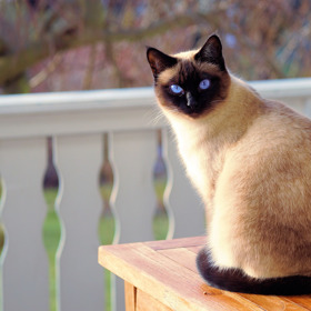 Majitelé koček jsou podle studií hubenější.