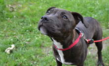 Hrůzný případ týrání psa: Fenku mlátili rýčem a pohřbili ji zaživa, soud jim dal podmínku. 