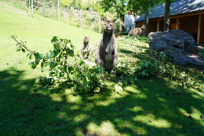 Nejprve nás okukovali.