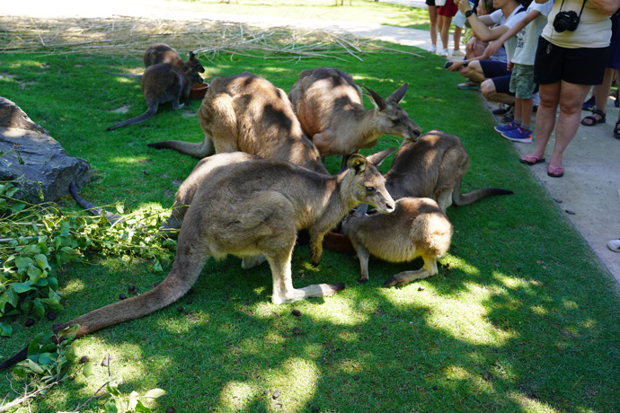 Řada lidí se nemohla klokanů nabažit.