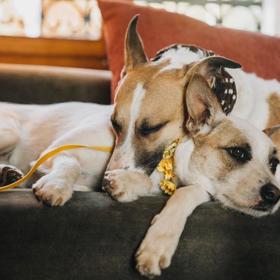 Gumpovi přibude sestra Kytička