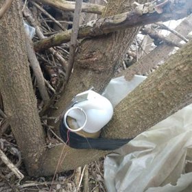 Výbušniny jsou často připevněné ke stromům.