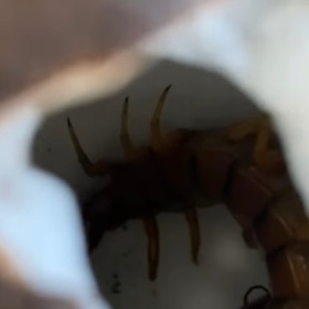 V prvním kokosu se skrývala nebezpečně vypadající stonožka. I tohle čeká na soutěžící Survivoru.