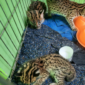 Zabavená mláďata.