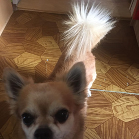 Desetiletá čivava Miky byla odcizena na Praze 4.