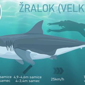 Žralok bílý.