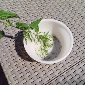 Stejně jako semínka, která se sbírají od poloviny července do poloviny září (s ohledem na nadmořskou výšku). 