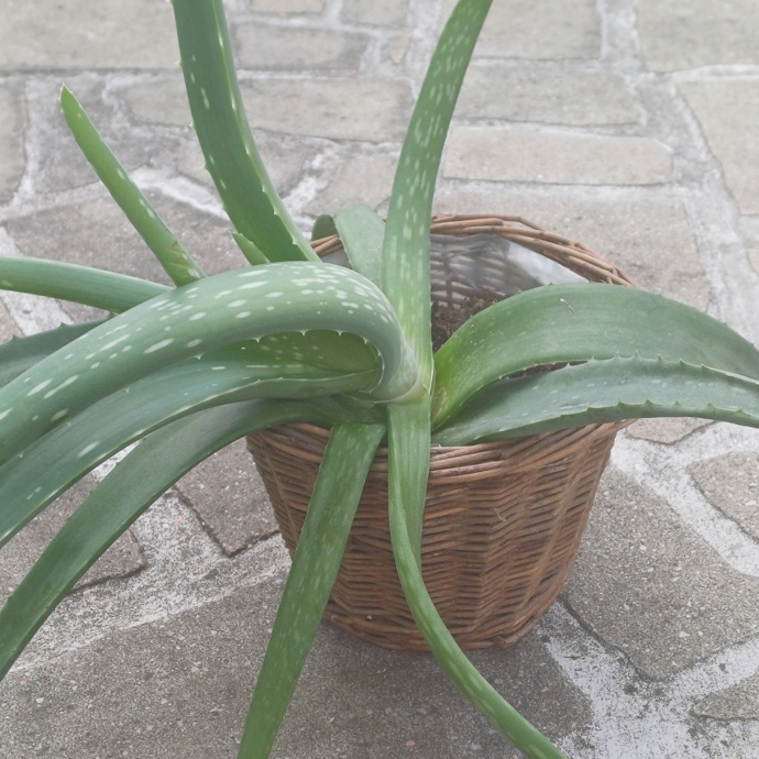 Aloe vera obsahuje vitamin E, pomáhá udržovat pokožku hydratovanou a podporuje tvorbu kolagenu, ten rozhoduje o pružnosti a pevnosti pleti. 
