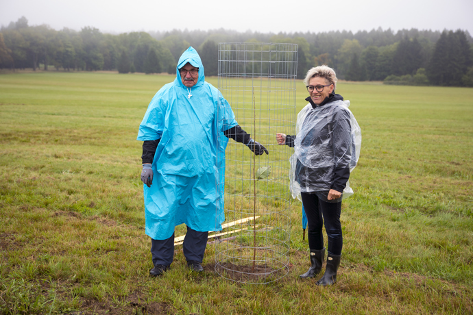 Brdské stromsázení