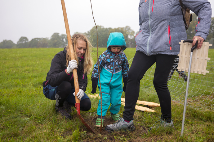 Brdské stromsázení