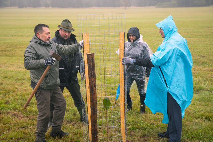 Brdské stromsázení