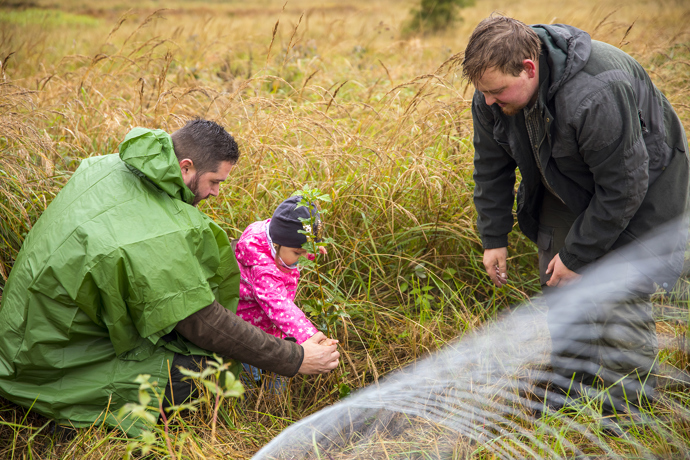 Brdské stromsázení