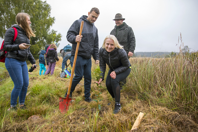 Brdské stromsázení