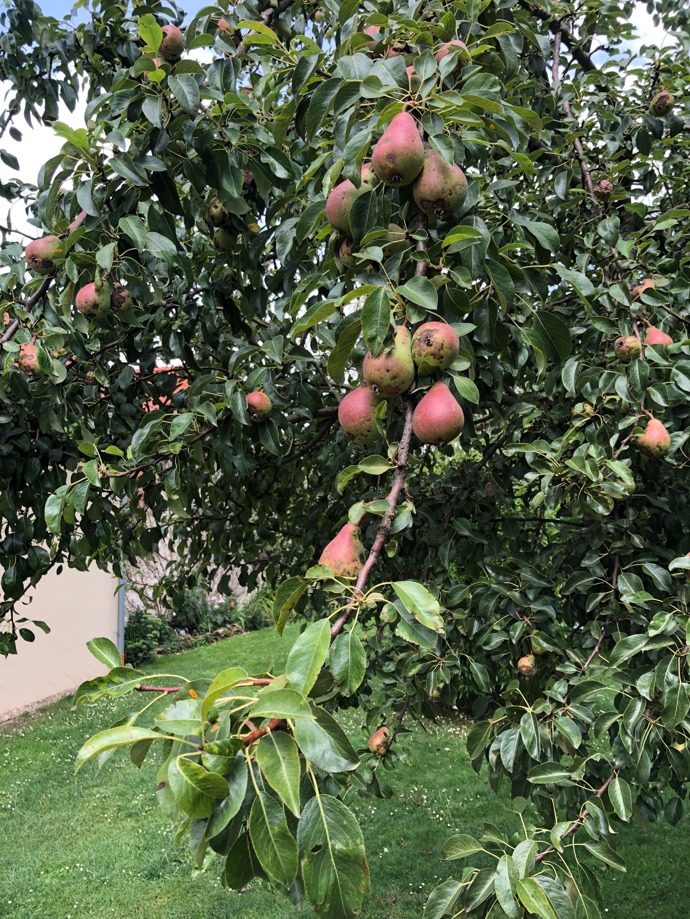 Na chalupě rostou i ovocné stromy.