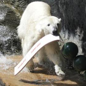 Lední medvěd v Zoo Praha.