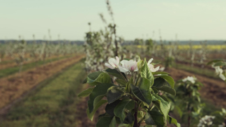 Vojenské lesy se chystají na tisíce návštěvníků. O druhý ročník Brdské stromsázení je mimořádně velký zájem