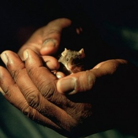 John Coffey měl zázračné ruce.