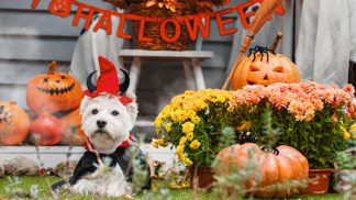 Rozzařte svou zahradu originálními dekoracemi a uspořádejte na ní halloweenskou párty! 