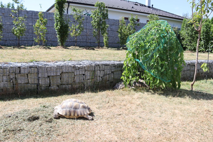 Josef Maršálek pojmenoval želvy Michelangelo, Leonardo, Donatello a Raphael.