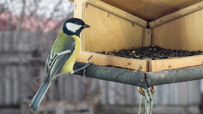 Podzimní údržba ptačího krmítka: Šíření nemocí předejdete díky špachtli, bílému octu i tekutému chloru