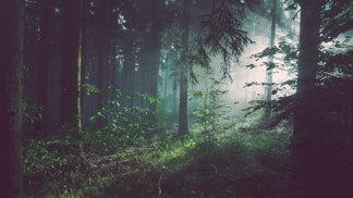 Vlastivěda v praxi aneb Jaký strom v ČR takřka dosahuje sedmdesátimetrové výšky Petřínské rozhledny