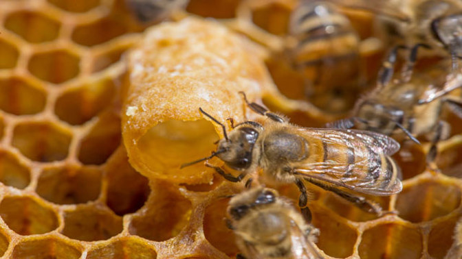 Povolejte do práce včely! V zimě vám pomohou s dobitím baterek