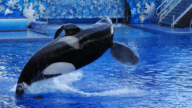 kosatka Tilikum