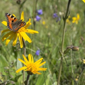 BOIRON vyrábí homeopatické přípravky z celé řady různých základních látek. Většina surovin (51%) má původ rostlinný.