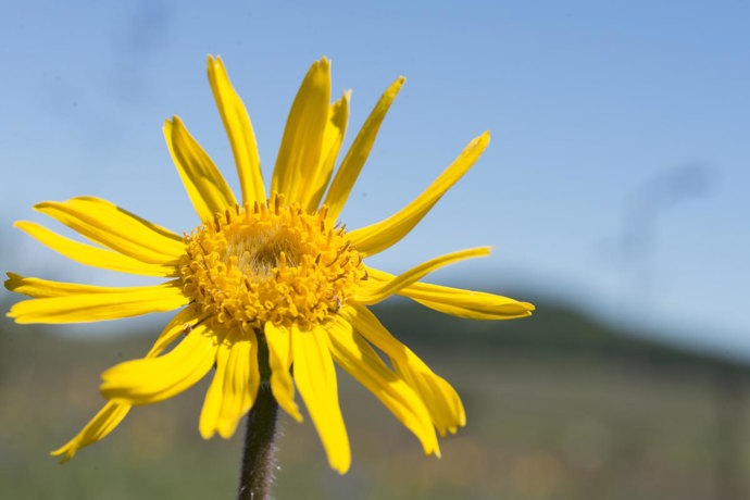 Správná identifikace druhu a zajištění kvalitního sběru surovin je pro společnost BOIRON klíčová.
