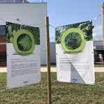 Výroba podléhá na každé úrovni několikanásobné kontrole odpovídá kritériím Správné výrobní praxe (GMP) a splňuje všechny požadavky jednotlivých národních legislativ