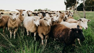 Záhadná ovčí panika: Dodnes se neví, proč se stáda zbláznila a poničila kamenné zdi i majetek farmářů