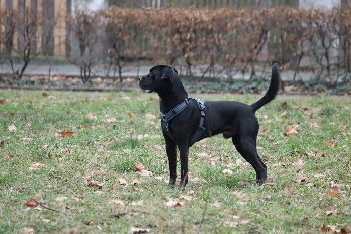 Pejsek Balú je velkým parťákem Báry Jánové.