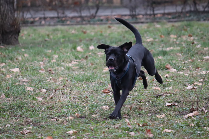 Černý pejsek Balú je kříženec staforda, retrívra a cane corso.