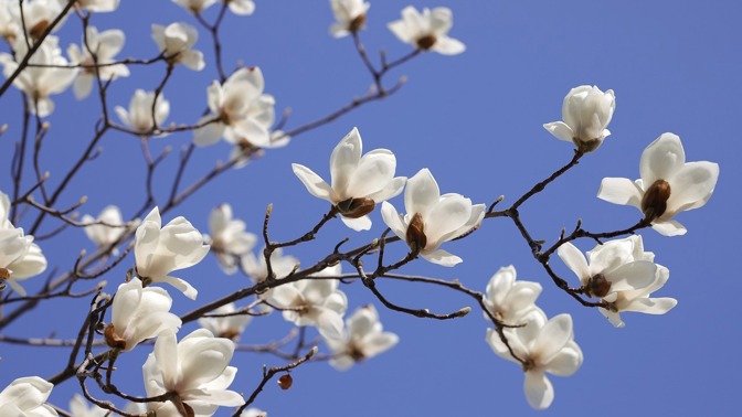 Oslavte jaro! Zima na rok zmizí a přijdou krásné dny