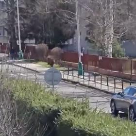 Medvěd v Liptovském Mikuláši.