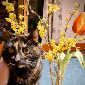 Kočka Micka byla krásně zbarvená.