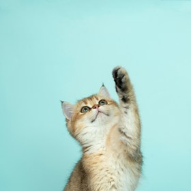 V šedesátých letech se "chytré" hlavy z CIA snažily proměnit kočku v nenápadného špióna tím, že se jí  do ucha implantoval mikrofon a do spodní části lebky rádiový vysílač. Operaci přežila, ale hned na první misi ji srazil taxík.