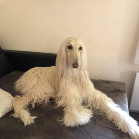 Fenečce Justy - rasa afgánský chrt - je už 11 let.