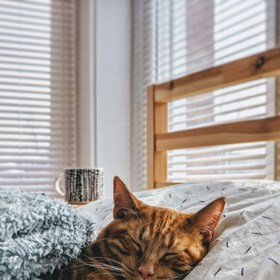 Jedna žena z Kalifornie je snad nejlepší kočičí mámou na světě. Má mít doma až 1000 dětí...tedy kočiček.