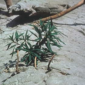 Vrbovka úzkolistá - jako první prorazila vrstvu popela. Po pouhých několika týdnech.