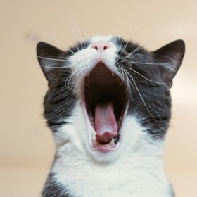 V roce 2012 zachránila jedna "superkočka" své majitelce život. Když dostala diabeticky záchvat, vyskočila jí na hruď a tak dlouho ji kousala a šťouchala do  obličeje, až se probrala z bezvědomí. Poté vběhla do pokoje jejího syna a otravovala ho, dokud se neprobudil a nezavolal pomoc.