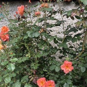 Růžový záhonek krásně kvete.